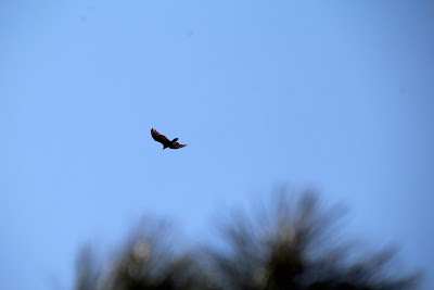 IMG_4727.JPG