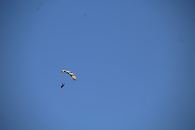 IMG_4687.JPG