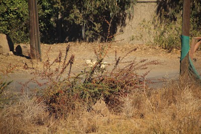 IMG_5862.JPG